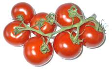 Tomaten-7.jpg